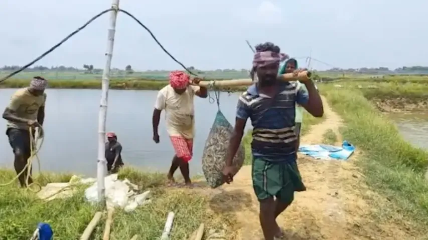 Donald Trump’s tariffs hit Odisha’s shrimp farming hard