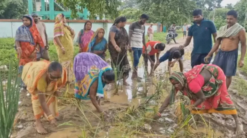Odisha villagers plant paddy sapling on muddy road protesting administration’s apathy