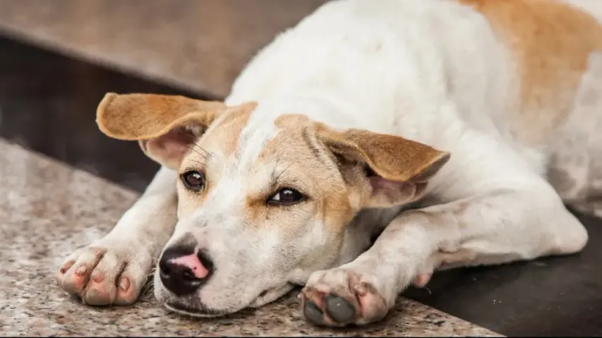 Supreme Court revises stray dog directions, permits release post-sterilisation