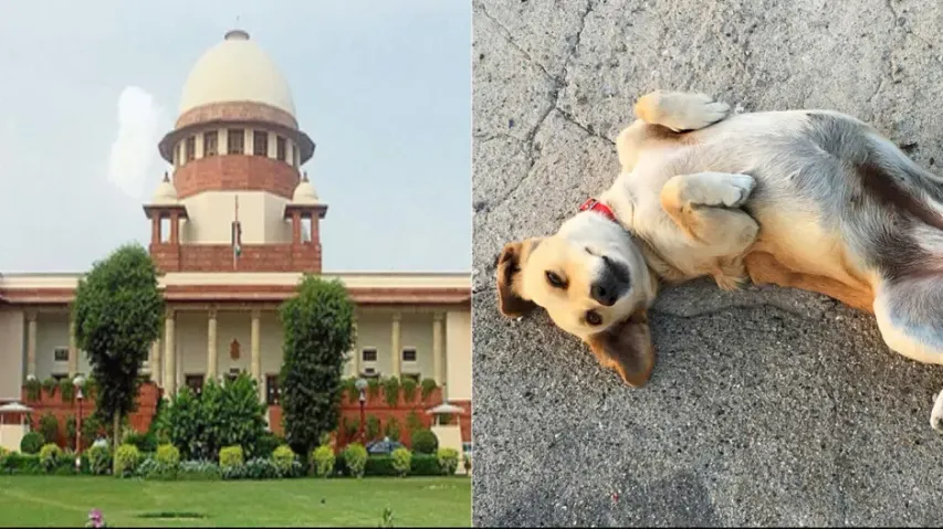Dog lovers, NGOs to deposit money for moving court, amount to be used for creating infra: SC
