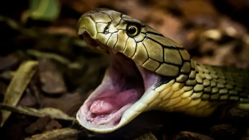 Odisha youth dies of snakebite after family opts for ‘traditional remedies’ over hospital care