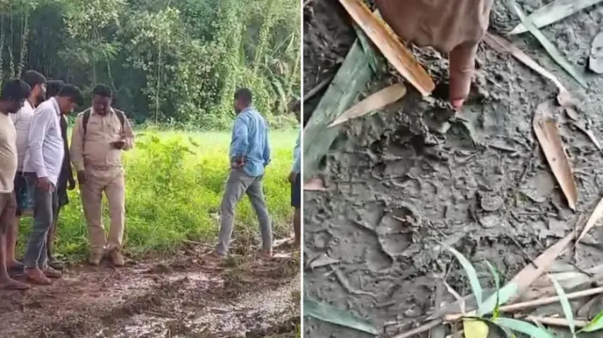 Tiger in Odisha’s Pipili? Speculation over ‘unidentified’ pugmarks triggers panic, forest dept reach