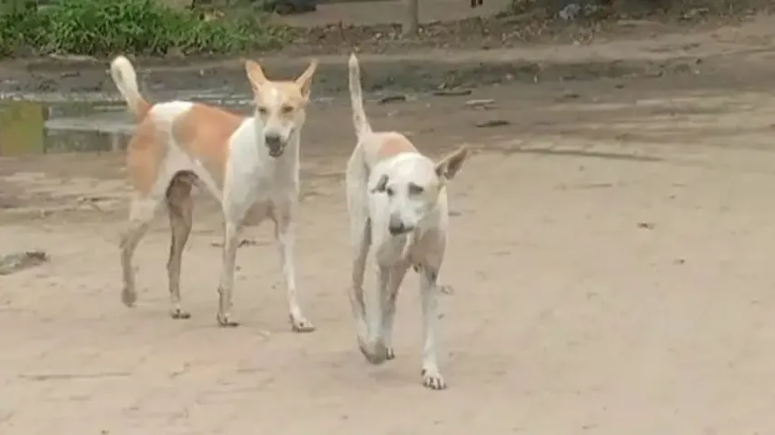 Dog menace grips Bolangir’s Tushura; 8 people attacked in 24 hours, villagers take harsh measures