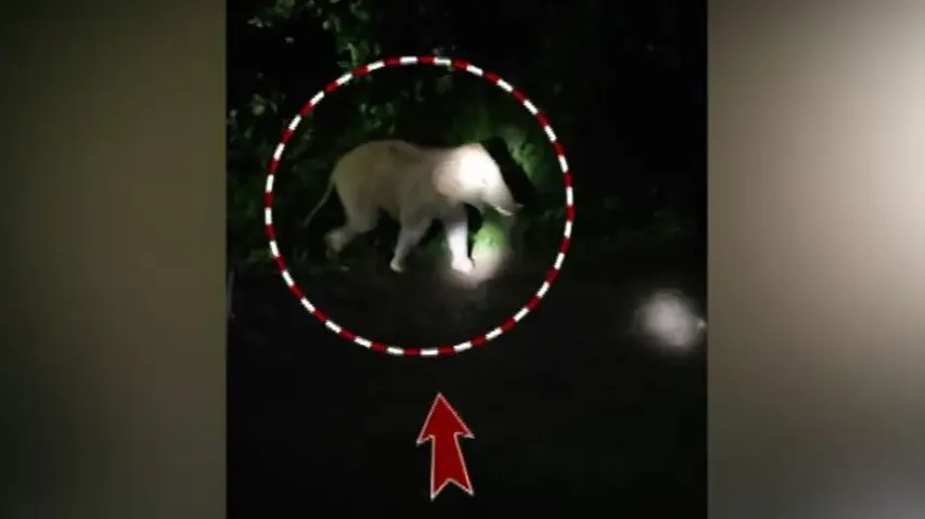 Lone tusker sparks panic in Bonai, destroys crops and homes