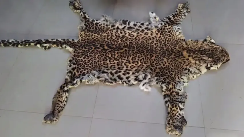Leopard skin seized in Odisha’s Nuapada, 1 held for wildlife body part smuggling