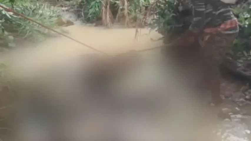 Another elephant calf found dead in Narsinghpur forest range