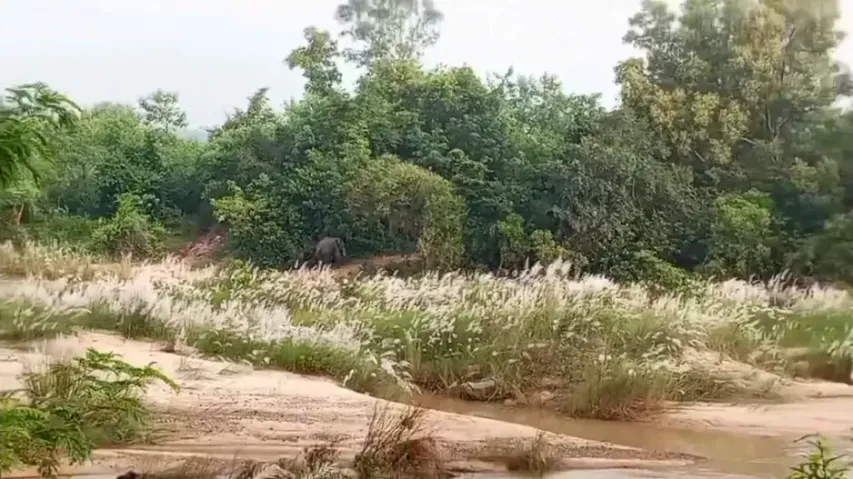 Elephant attack: Man killed while trying to protect house, crops in Odisha