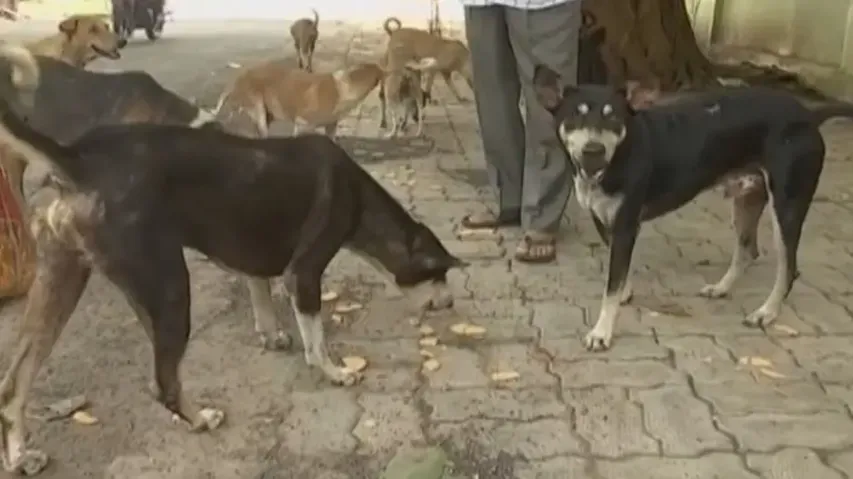 Dog census in Bhubaneswar from September 17 to 24