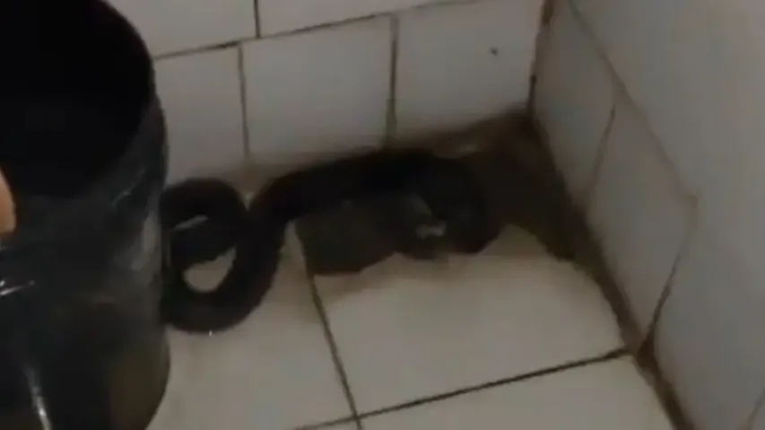Snake in Noida Room