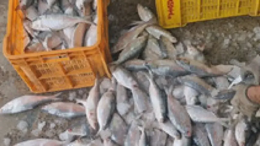 US tariffs hit seafood trade, Odisha responds with logistics overhaul 