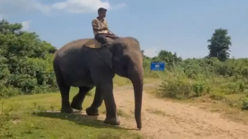 Indian Railways launches ‘Kumki’ campaign for elephant safety in Odisha's Athagarh with IDS