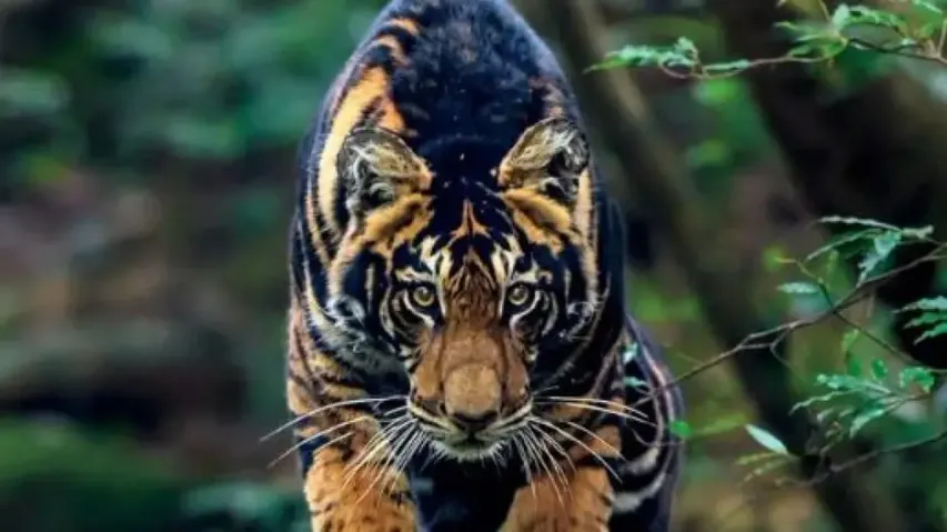 Rare Melanistic tiger 