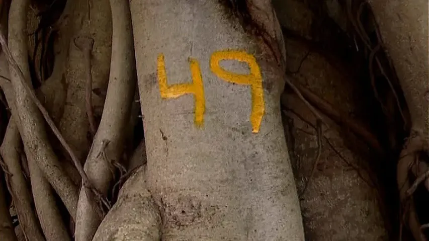 Over 70 large trees to be felled in Puri for road expansion, environmentalists demand relocation