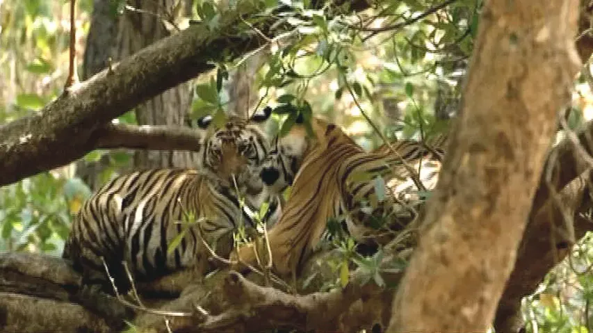 Similipal emerges as Odisha’s ideal ground for tiger conservation