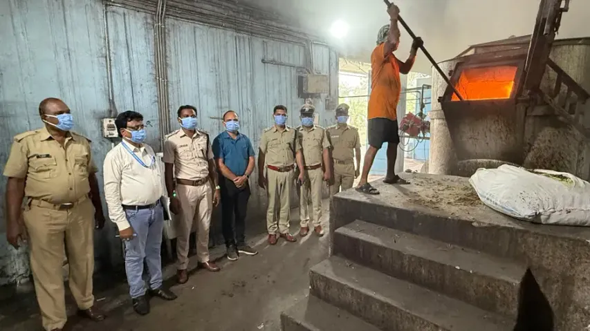 Cannabis worth over Rs 63 lakh destroyed in Odisha