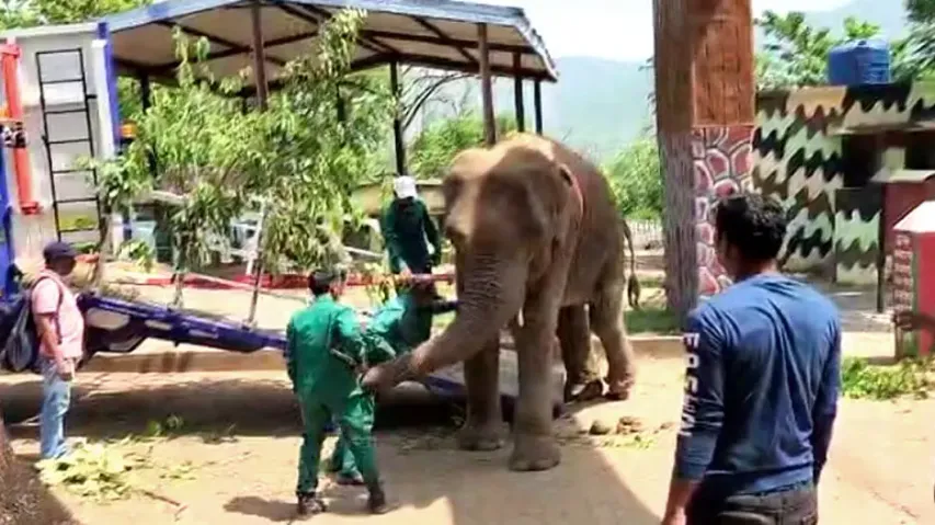 Odisha gets its first high-tech truck ‘Airabat’ for elephant transport