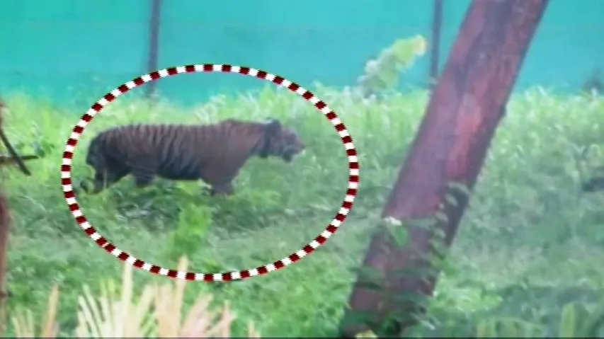 Tiger relocation: Vital parameters of new guest at Satkosia in good shape
