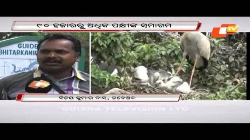 Thousands of country birds flock to Bhitarakanika