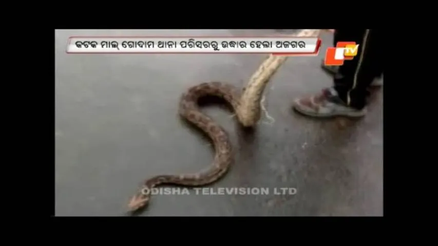 Python rescued from Malgodown PS in Cuttack
