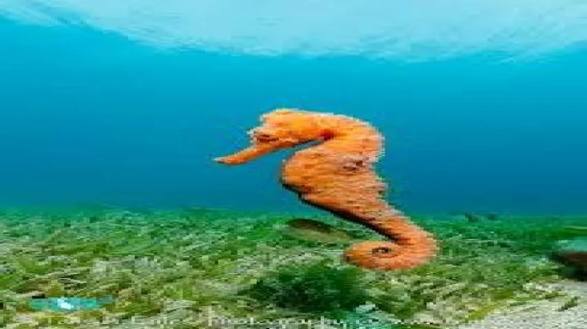 Seahorse-inspired robots to assist in surgeries