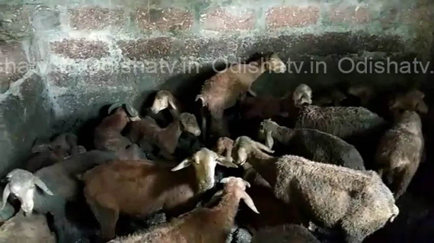 Now, Betanati, Athagarh in clutches of mysterious animal scare