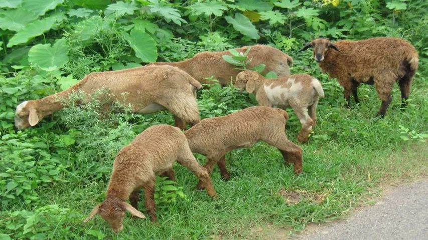 Sheep hunting returns to haunt people in Odisha
