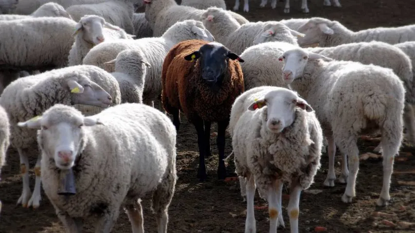 100 sheep of rare breed die in Odisha