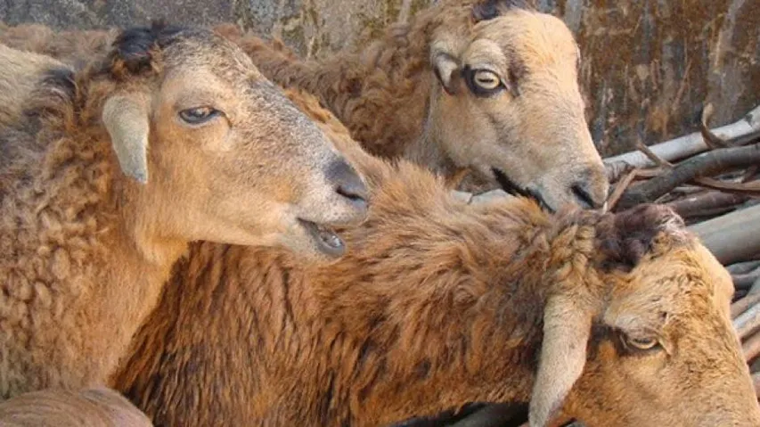 Niali panic spreads to Bhanjanagar as sheep death continues