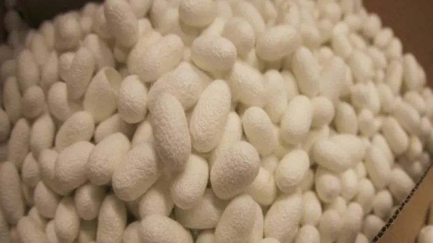 Silk can repair nerve damage: Scientists
