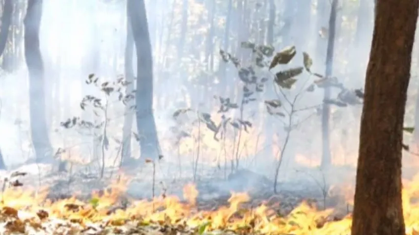 Not Just Similipal, 394 More Forests Are Burning In Odisha Since Past 3 Days