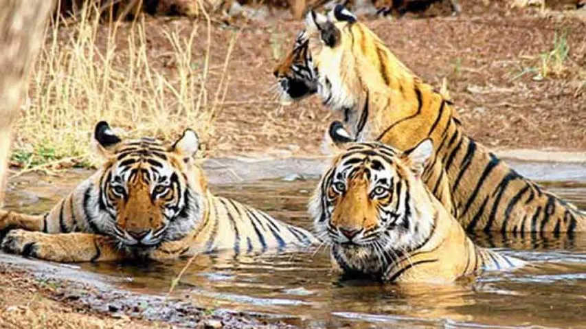 Cheers For Wildlife Enthusiasts As Similipal Park Reopens Today