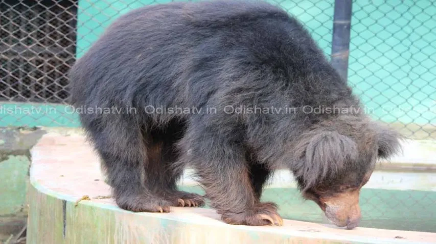 Nandankanan loses 16-year-old sloth bear Mili