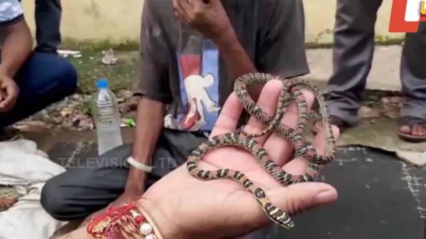 Rare Flying Snake Rescued From Near Bhubaneswar Railway Station