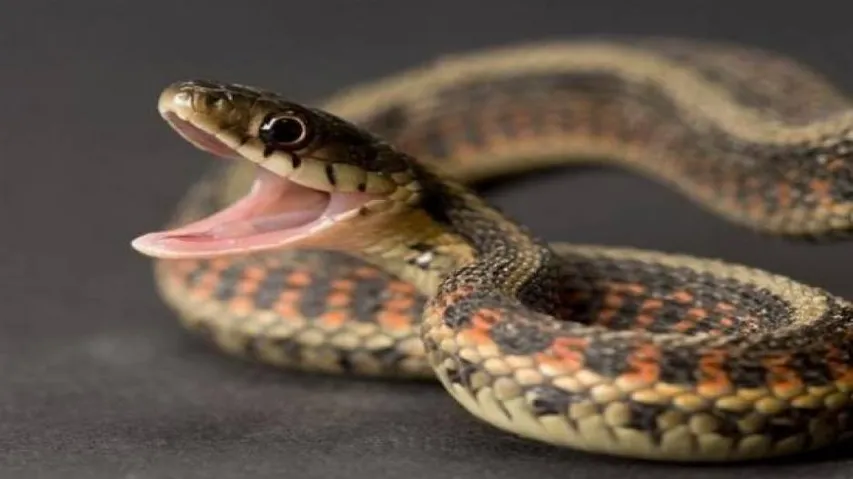 Two brothers die of snake bites in Balasore