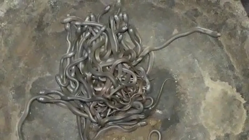Over 100 snake hatchlings found inside house in Bhadrak