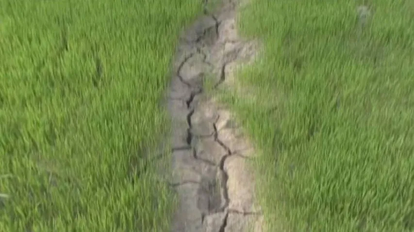 Scanty Rains Spark Drought Fear Amid Covid Crisis In Odisha Districts