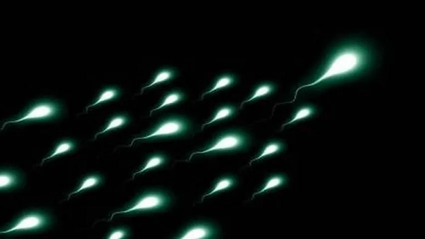 Human sperm retains viability in outer space conditions
