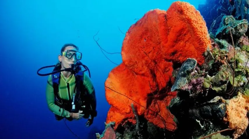 Sea sponges are ancestors of all animals