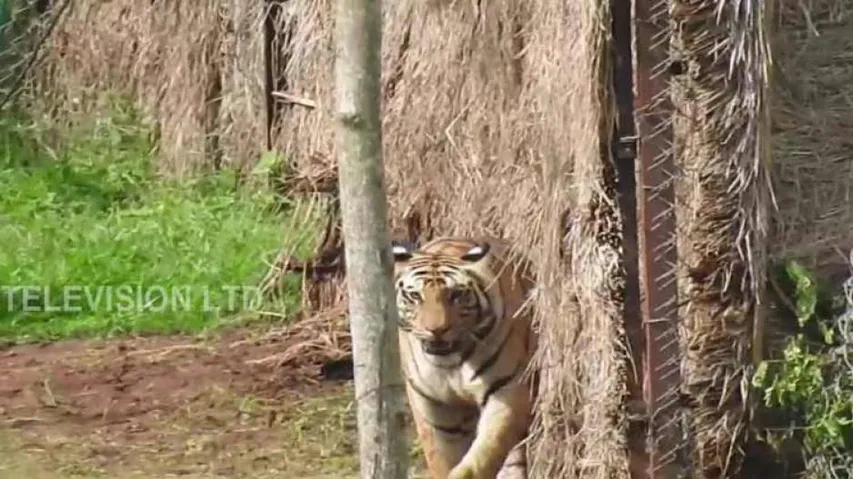 Sundari’s presence gives sleepless nights to Satkosia locals