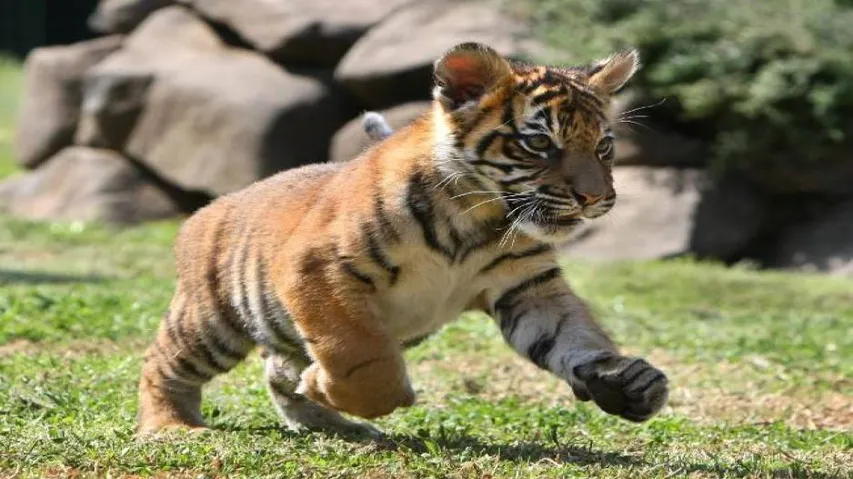 Tiger cub's carcass found in Pench Tiger Reserve