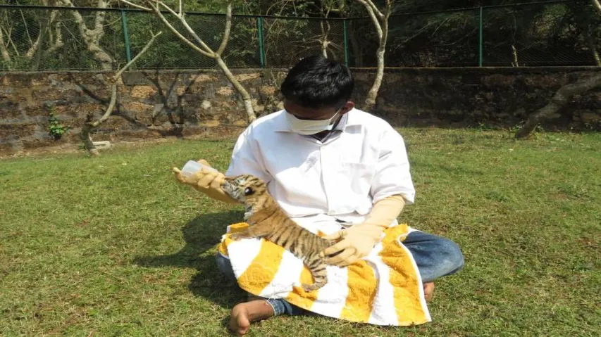 Nandankanan releases first pictures of tiger cub born to tigress Ankita