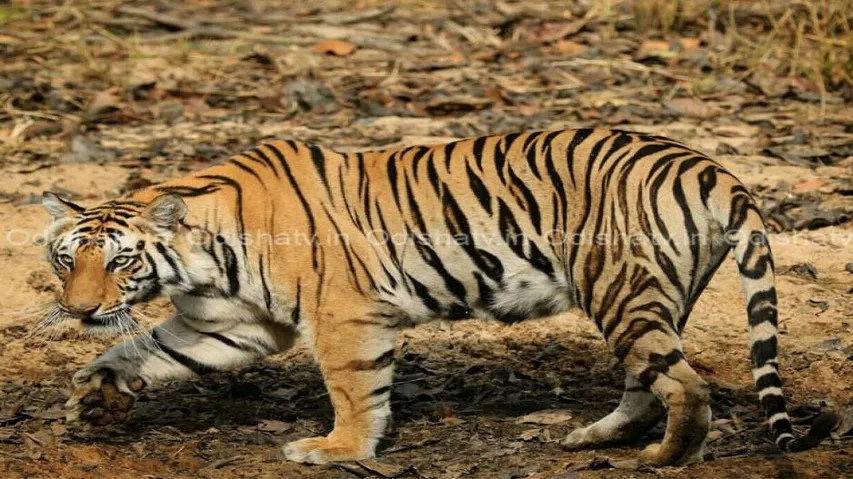 Tigress Sundari preys on man; irate locals thrash & detain forest officer