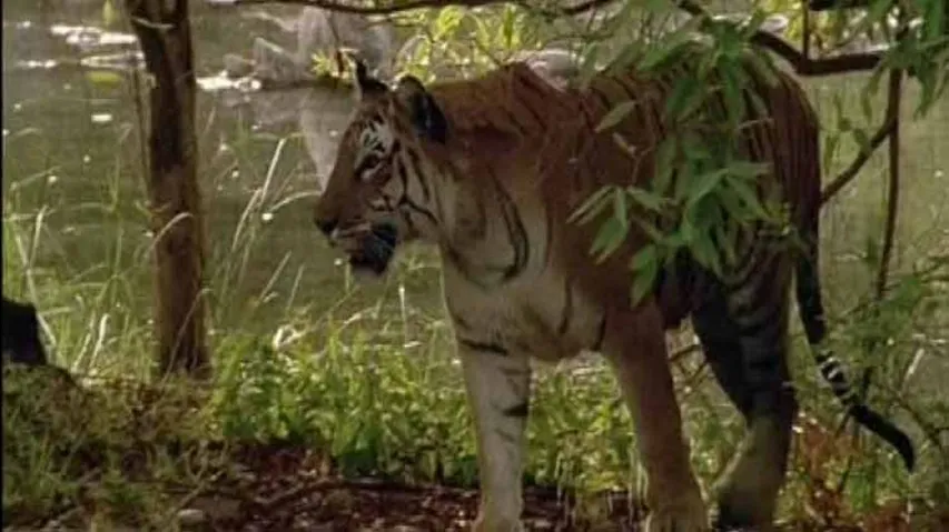 Tiger translocation: Odisha draws up plan to restore confidence of Satkosia residents