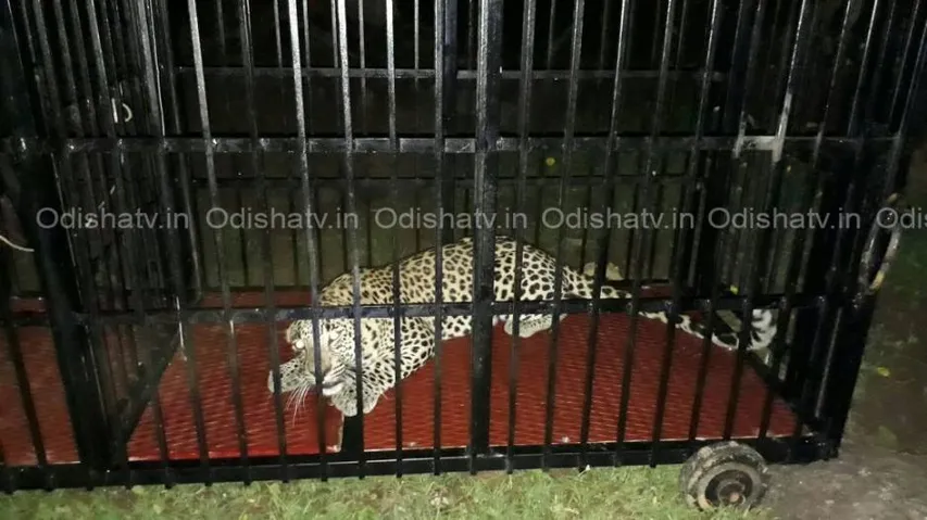 Killer leopard reaches Nandankanan, to remain in quarantine