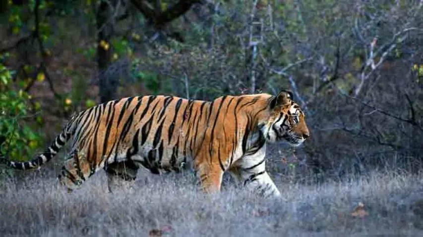 Tiger spotted at one more location in Odisha: PCCF