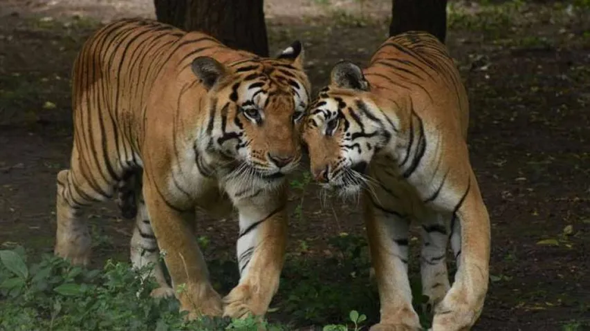 Op-Ed: Odisha Needs New Tiger Reserves But Challenges Ahead