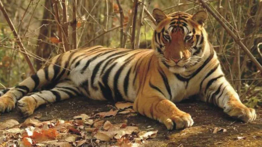 Tiger Census Sets Guinness Record For World's Largest Camera Trap Survey