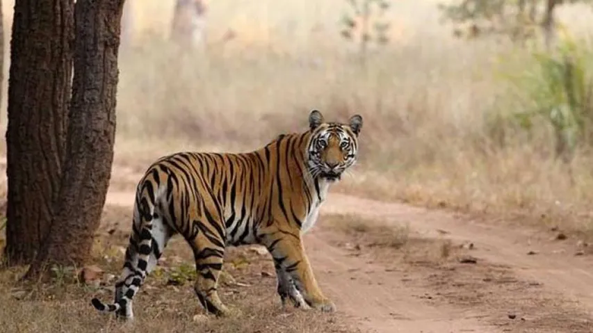 Rahul Gandhi, Harsh Vardhan spar over killing of tigress Avni