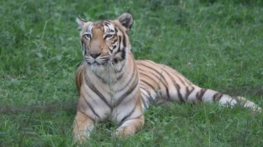 Royal Bengal Tigress ‘Priyanka’ Dies At Nandankanan Zoo