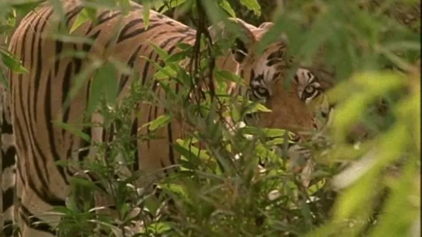 Lone Surviving Tigress Of Satkosia ‘Unwell’